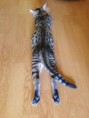 /album/alpha-leo/alpha-leo-2-jpg/